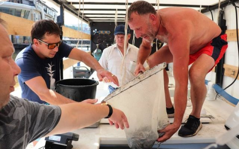 В Волгу выпустили 10 тысяч мальков "царской" рыбы