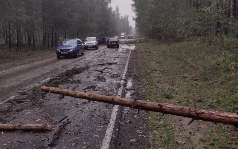 Отключение света, пожары, скопление воды на дорогах и поваленные деревья: последствия шквалистого ветра в Чебоксарах