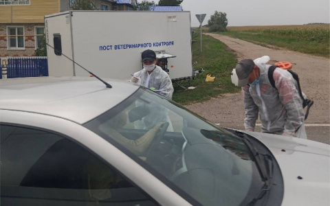 В Моргаушском районе обнаружили африканскую чуму свиней: территорию закрыли на карантин