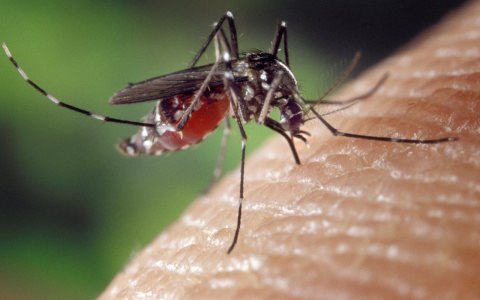 «Температура 39°, ухо распухло и посинело»: чебоксарские дети все чаще страдают от аллергии на комаров