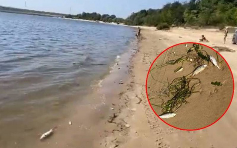 Берег Волги рядом с ГЭС усыпан мертвой рыбой