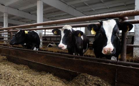 Жители Чувашии все реже заводят коров: за год поголовье существенно уменьшилось