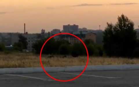 Утром по Чебоксарам гуляло семейство лосей