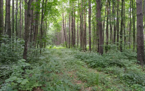 Из-за африканской чумы в Чувашии отстреляют почти полтысячи диких кабанов