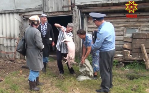 Оставшимся без свиней фермерам начали выплачивать по 119 рублей за килограмм живого веса