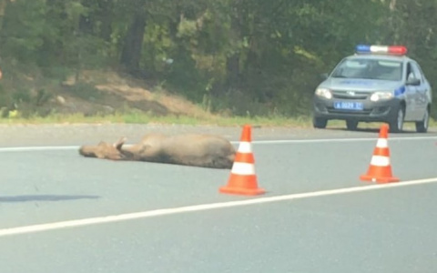 Лось погиб под колесами Toyota Camry в Комсомольском районе