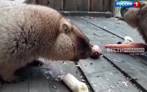 В Чувашии сурки активно набирают вес, готовятся к зимней спячке