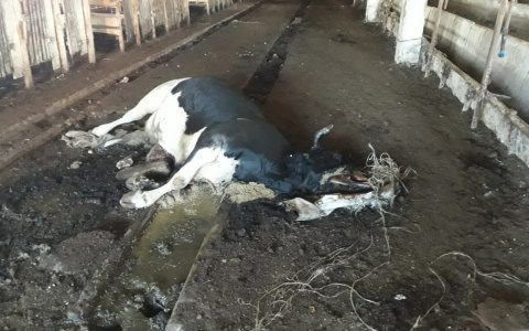 Жители: «В Вурнарском районе коров держат без еды»