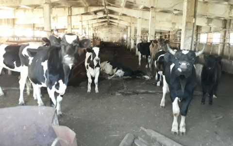По какой причине сдохла корова на ферме в Вурнарском районе: голод, обезвоживание или вздутие