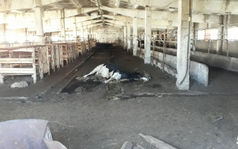 Специалисты нашли причину гибели коровы в Вурнарском районе, которая переполошила местных жителей