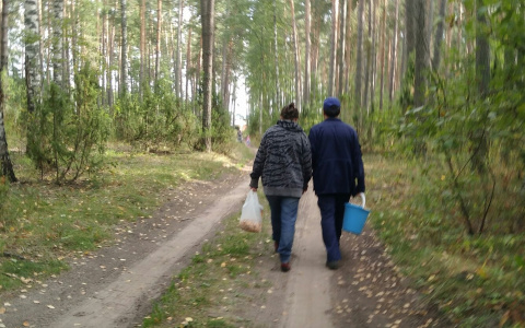 В шумерлинских лесах полночи искали грибников