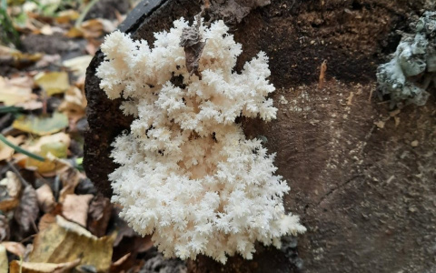 В Чебоксарах обнаружили гриб, похожий на коралл: специалисты прокомментировали находку