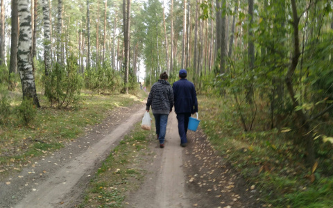 Супружеская пара пошла за грибами в шумерлинский лес: муж вернулся, а жена пропала