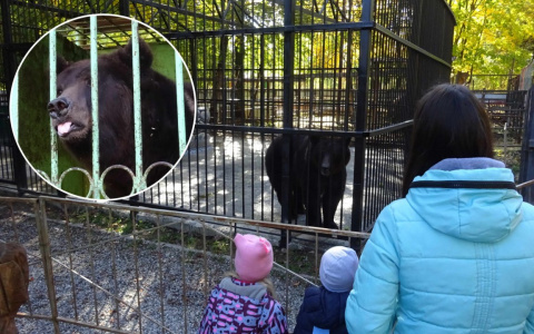 У Потапа из новочебоксарского зоопарка новоселье: есть столовая, спальня, бассейн