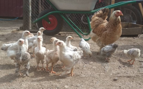 В минсельхозе Чувашии рассказали, можно ли на даче держать куриц и прочую живность