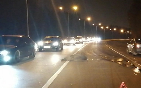 Около Чандрово машина сбила большого кабана: "Сначала подумали, что там человек"