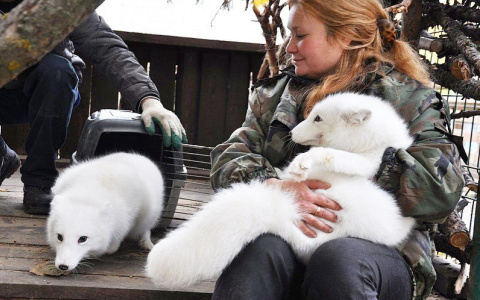 В чебоксарском парке поселилась пара песцов с забавными именами: у одного из них есть особенность