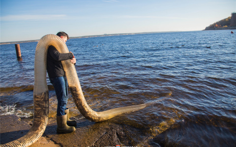В Волгу выпустили молодь промысловой рыбы: сколько штук и зачем