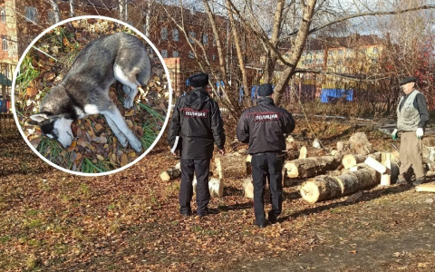 В Цивильске двое мужчин забили камнями хаски за то, что та гоняла кур