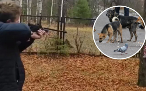 В Шумерле закупили современное оборудование для отлова собак: такое в Чувашии впервые