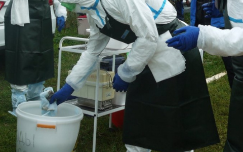 В Чувашии в готовой колбасе нашли африканскую чуму свиней