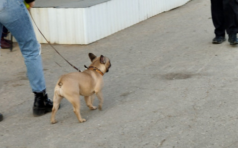 Конфликт двух собак перерос в конфликт их владельцев: одного оштрафовали на три тысячи рублей