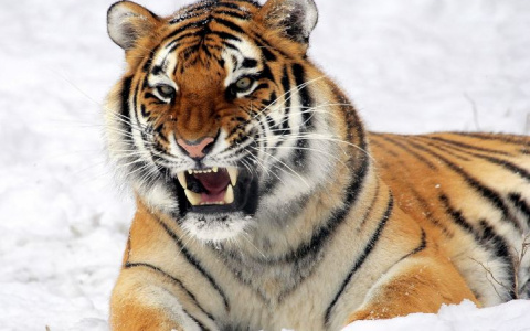 Дети из Чувашии могут выиграть поездку в Московский зоопарк на индивидуальную экскурсию