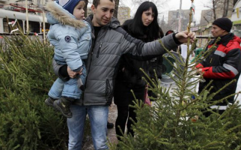 Где купить живую елку в Чебоксарах