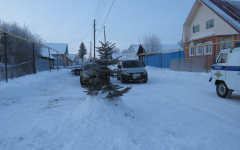 Мужчина срубил соседскую ель и поставил ее возле своего дома: "Хотел придать улице праздничный вид"