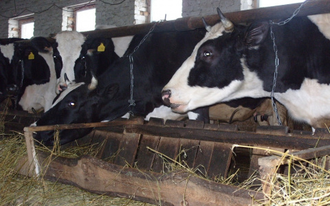 В Чувашии увеличили выплату на коров, но выдадут ее не всем владельцам крупнорогатого скота