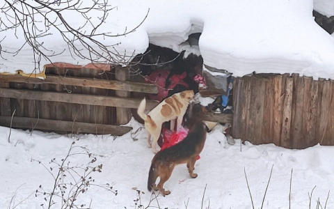 В Чебоксарах свора собак поселилась в старом сарае: "Всю ночь лай, спать невозможно"