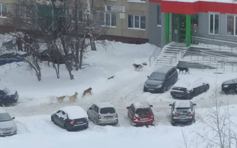 Чтобы убрать с улиц города бродячих собак, власти намерены бесплатно стерилизовать домашних питомцев