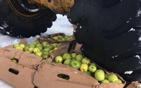 В Чувашии под колесами трактора уничтожено 1200 кг свежих яблок неизвестного происхождения