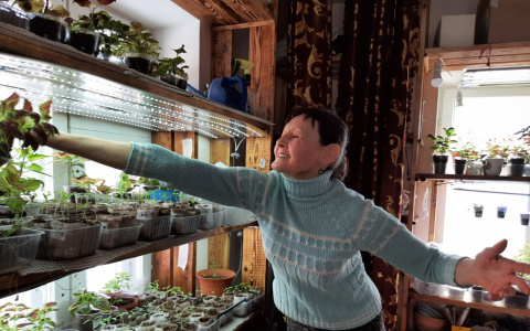 Чебоксарка собрала коллекцию самых вкусных сортов помидоров