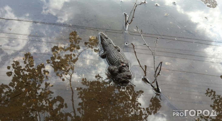 Коля крокодил тула вк. Волга крокодил. Жил у лужи крокодил. В Самаре в Волге нашли крокодила. Есть ли крокодилы в Волге в Волгограде.