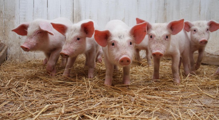 В Чувашии свиней и кабанов проверяют на вирус африканской чумы