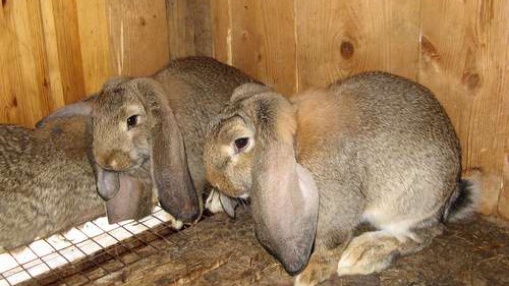 Чувашский фермер создал уникальные клетки для кроликов