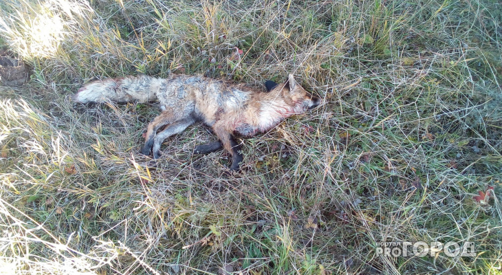 Житель Чувашии: «Охотники расстреливают лис ради забавы»