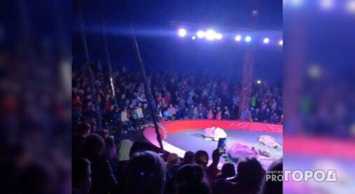В Чебоксарах в цирке крокодил со сцены перелез к зрителям