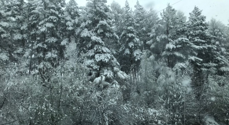 В Амурской области внезапно и обильно выпал снег