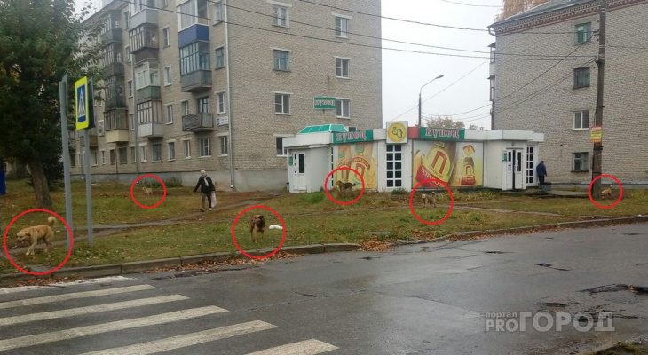 Бродячие собаки держат в страхе жителей Юго-Западного района Бродячие собаки держат в страхе жителей Юго-Западного района