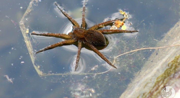 Редкого паука, найденного в Чувашии, хотят занести в Красную книгу