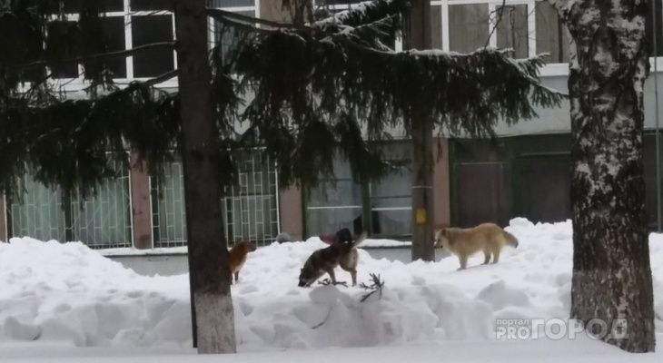 собака территория школы. выгул собак на территории школы запрещен табличка. собак не выгуливать табличка. пенза шуист стая собак рынок. выгул собак на территории школы запрещен.
