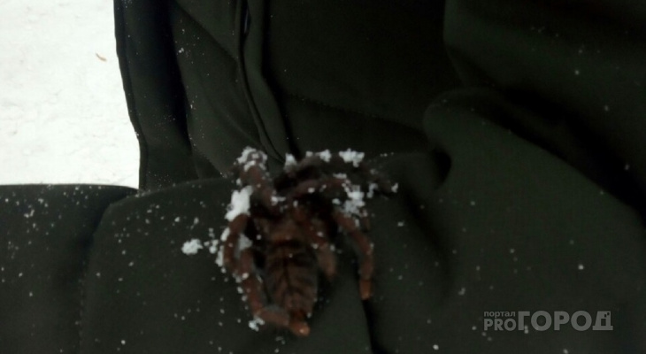 В Новочебоксарске жители во время прогулки нашли крупного паука