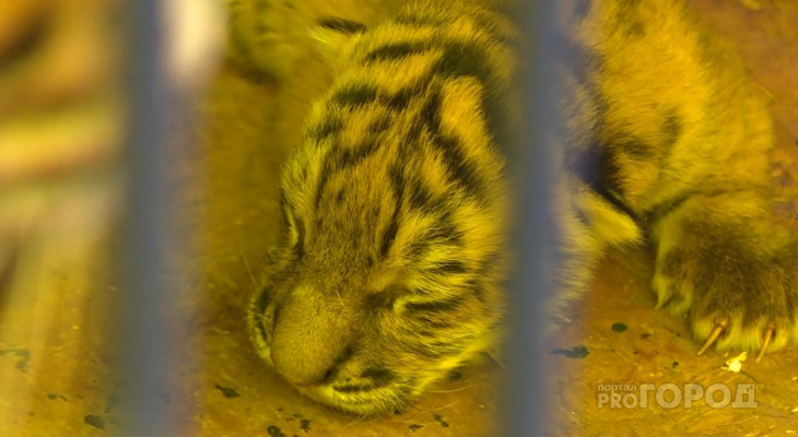 Новорожденного бенгальского тигра назвали в честь Чебоксар