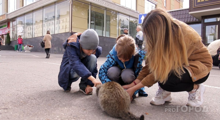 В Чебоксарах бездомные кошки порцию корма в честь праздника