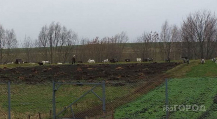 Сельчанка развела 80 коз, которые умирают своей смертью и валяются по всей деревне