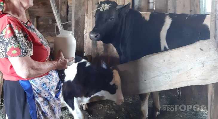 Большинству владельцев коров в Чувашии выдали по несколько тысяч рублей
