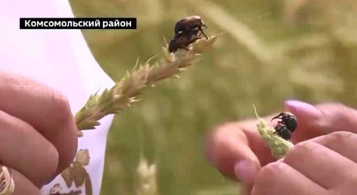 Нашествие экзотичного для Чувашии хлебного жука замечено на полях, аграрии обеспокоены