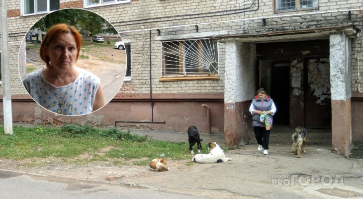 Чувашский город бродячих собак: стаи гуляют на детских площадках и шугают местных жителей